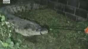 Десетки крокодили избягаха от тайландска ферма
