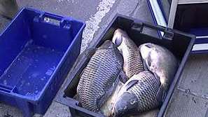 Акция за незаконна продажба на риба