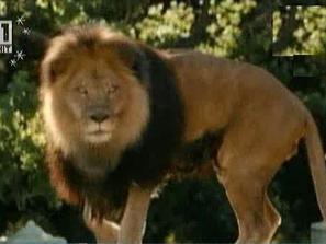 премиера филма купихме зоопарка