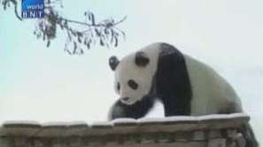 Панди се радват на снега в Китай