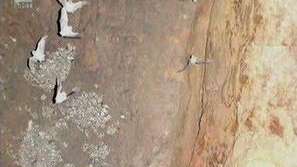 За прилепите в Деветашката пещера