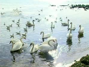 зимуващи лебеди варна