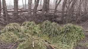 От зоопарка в Добрич призовават да не се изхвърлят коледните елхи