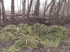 зоопарка добрич призовават изхвърлят коледните елхи