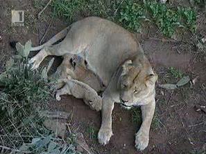 3 лъвчета от изчезващия вид Атлас се родиха в Мароко