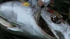 500 000 евро за риба тон