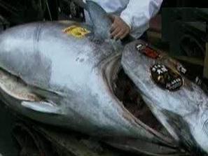 500 000 евро риба тон