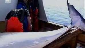 Зелена светлина: Консумацията на морски бозайници се повишава