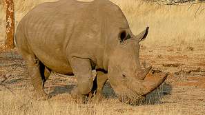 Загадката на носорозите