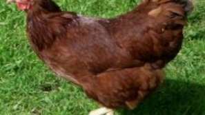 Мерки в птицевъдството