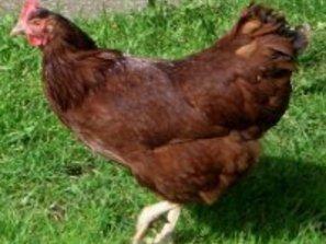 мерки птицевъдството