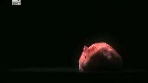 Зелена светлина: За хамстерите, световните енергийни проблеми и евентуалните им решения