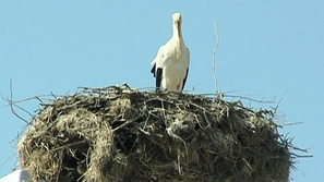 Първият щъркел пристигна в Книжовник