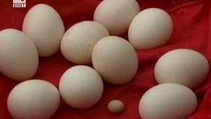 Чехи купуват яйца от Германия