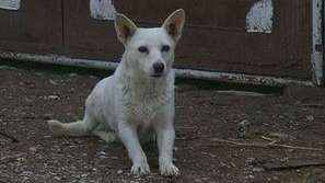 Раниха мъж при стрелба по куче