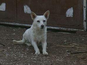 раниха мъж стрелба куче