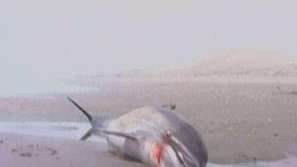 Зелена светлина: Защо делфините край Перу се самоубиват?