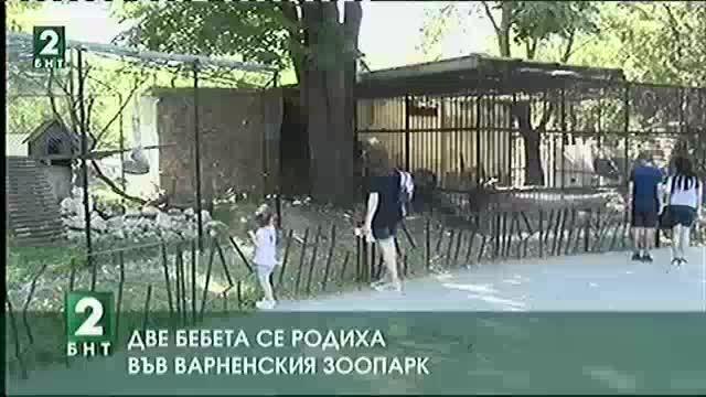 Две бебета се родиха във Варненския зоопарк