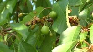 Охрана на черешовата кампания в Кюстендил