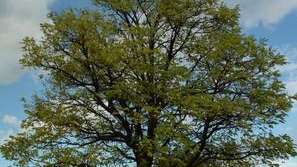 Вандалска сеч на дървета в столичния квартал Младост