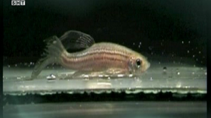 Зелена светлина: За рибите и захарта