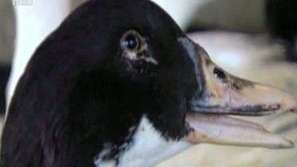 Зелена светлина: Биогориво от гъша мазнина