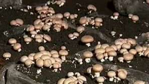 Гъбопроизводители работят на загуба