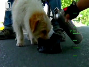 Зелена светлина: Кучето бегач