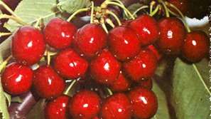 Слаба реколта от череши в Кюстендилско