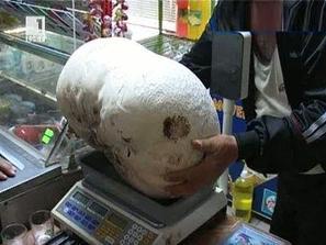 гъба килограма каменяк