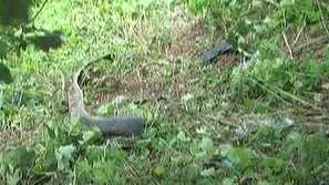 Жена загина в катастрофа след кражба