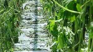 Щетите от градушката в Пловдивско