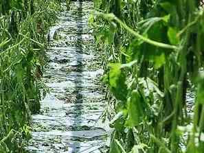 щетите градушката пловдивско