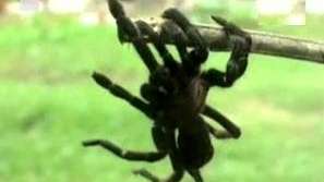 Атаки на паяци хвърлят в паника селце в Индия
