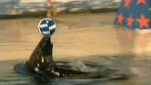 Морски лъв предсказва резултатите от Евро 2012