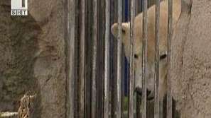 Полярна мечка счупи прозорец с камък