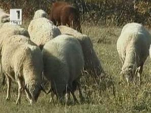 протест ветеринари