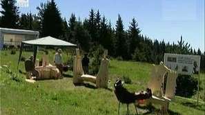 Булфорест шоу