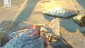 Бракониери на калкан