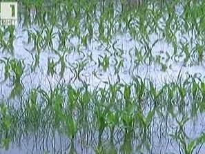 наводнени земеделски земи пороите