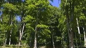 Приеха спорния Закон за горите