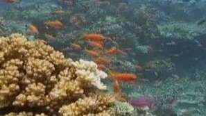 Зелена светлина: Защитен воден свят