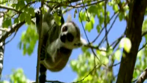 Зелена светлина: Мадагаскар – едно от най-красивите места на Земята