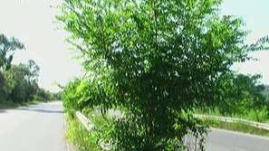 Наблюдателно око: Малка горичка на главен път