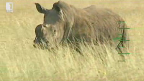 Зелена светлина: Заплаха за носорозите