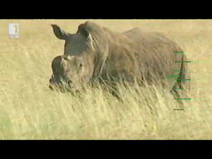 Зелена светлина: Заплаха за носорозите