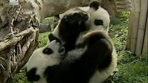 Седмица на пандата