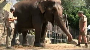 Зелена светлина: Слонове на прицел