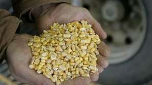 Сушата унищожи царевицата в САЩ