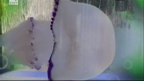 Зелена светлина: Медузите атакуват